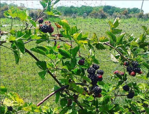 How to grow blackberries