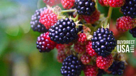 How to Grow Blackberries