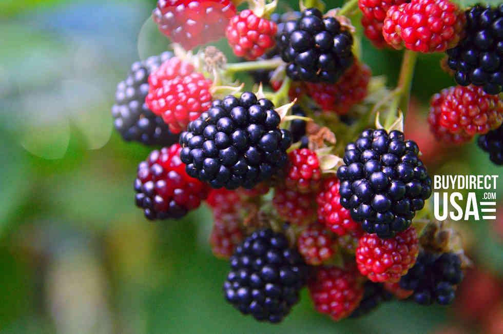 How to Grow Blackberries