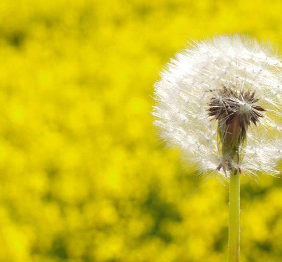 Using vitamins to help with allergies