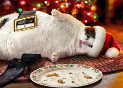 Fat Cat Eating Christmas Cookies Christmas Card Made in USA
